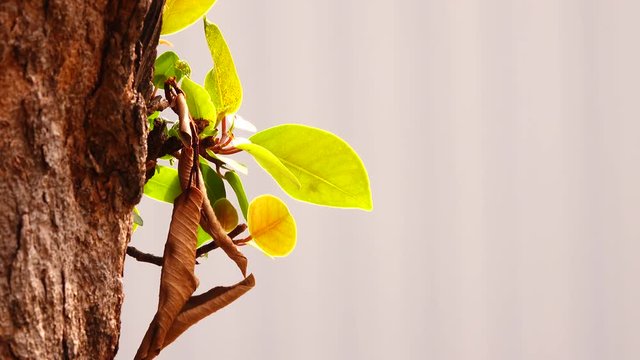 4K Young leaf in the nature blackground