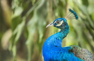 Peacock in the park.
