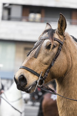 Fototapeta na wymiar Brown horse head side portrait close up detail on a blurred urban background