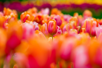 selective focus on orange and pink tulips araluen park perth