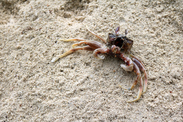 Dead Sea crab on the beach.