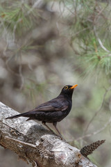 The blackbird