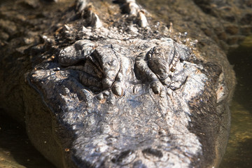 alligator head