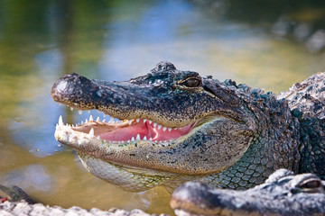 alligator closeout