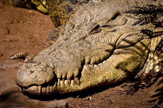 saltwater crocodile muddy