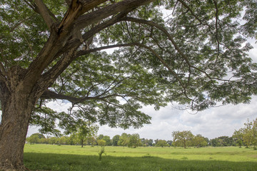 Tree with branch and green grass