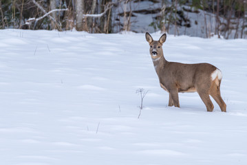 roe deer walking in snow in Sweden
