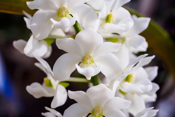 Fototapeta na wymiar Rhynchostylis Gigantea orchid flowers with white color