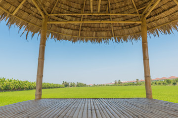 The wooden huts in a rice green in the field a vast area