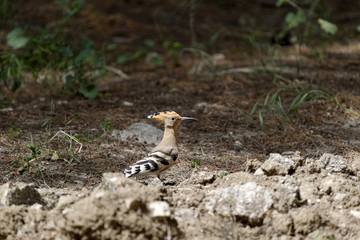 Eurasian hoopoe