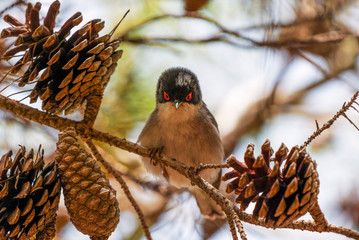 Sardinian warbler 
