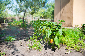 How to grow pepper bushes in the garden. Pepper in the garden, gardening, farming