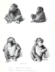 Illustration of monkey