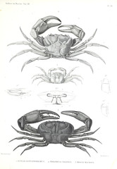 Illustration of a crab.