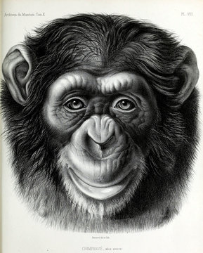 Illustration of monkey