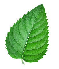 mint leaves isolated