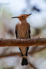 Eurasian hoopoe