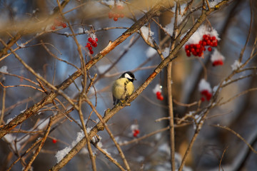 A  little bird chickadee sitting on a branch of mountain ash