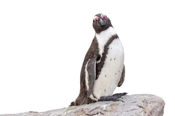 Tuinposter isolated penguin on rock © mezzotint_fotolia