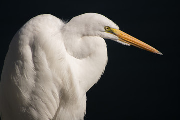 Snowy Egret California Cost
