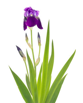 Fototapeta SUmmer  dark blue Iris  flower blossom on July garden  bed .