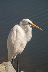 Snowy Egret California Cost