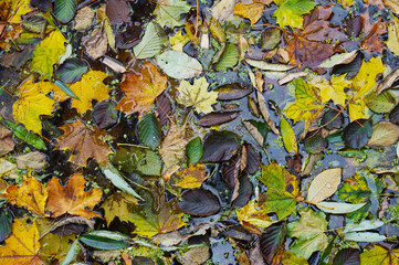 Hundreds of fallen autumn leaves on the water of a cold lake