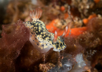 Painted hypselodoris  nudibranch ( Hypselodoris infucata ) resting on corals of Bali, Indonesia