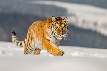 Tiger runs behind the prey. Hunt the prey in tajga in cold winter. Tiger in wild winter nature. Action wildlife scene, danger animal.