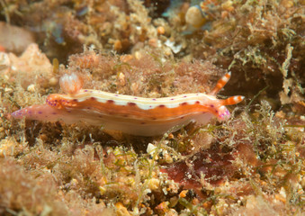 Fototapeta na wymiar Spotted hypselodoris nudibranch ( Hypselodoris maculosa ) crawling over coral reef of Bali, Indonesia