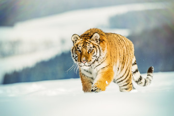 Obraz premium Tiger runs behind the prey. Hunt the prey in tajga in cold winter. Tiger in wild winter nature. Action wildlife scene, danger animal.