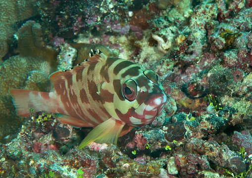 Blacktip grouper (Epinephelus fasciatus)  swimming over corals of Bali, Indonesia