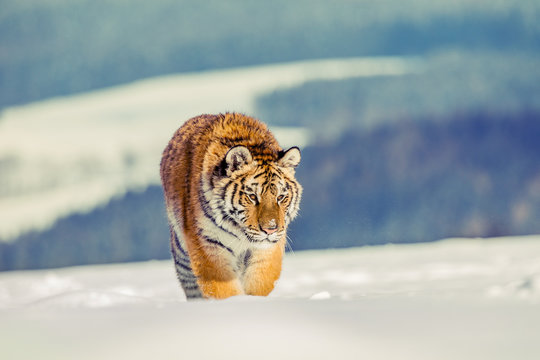 Tiger runs behind the prey. Hunt the prey in tajga in cold winter. Tiger in wild winter nature. Action wildlife scene, danger animal.