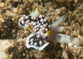 Geometric goniobranchus nudibranch ( Goniobranchus geometricus ) crawling over coral reef of Bali, Indonesia