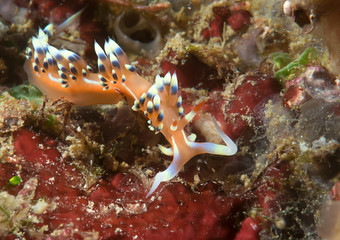 Much desired or desirable flabellina  exoptata rests on coral of Bali