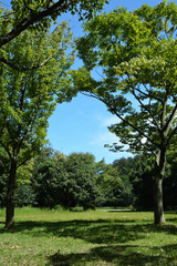 Obraz premium Park of fine weather, blue sky and trees and grass
