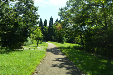 Park in fine weather, blue sky and forest and walking path