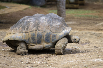 Obraz premium Giant turtles, dipsochelys gigantea in island Mauritius , Close up