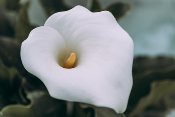 Close up of Zantedeschia aethiopica, arum lily white flower