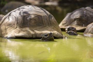 Fototapeta premium Giant turtles, dipsochelys gigantea in island Mauritius , Close up