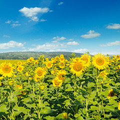 Field with blooming sunflowers and cloudy sky.