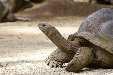 Giant turtles, dipsochelys gigantea in island Mauritius , Close up