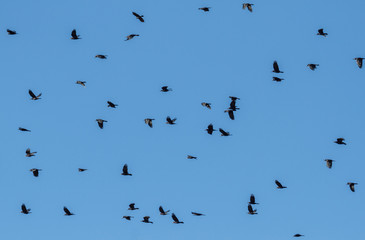 Grajas en vuelo. Corvus frugilegus.