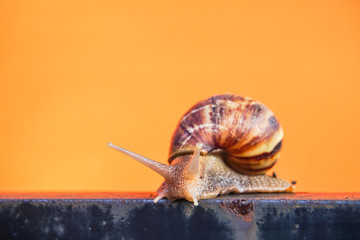 A snail on the green back ground