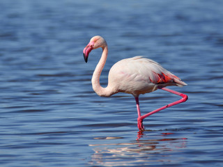 Obraz premium The greater flamingo (Phoenicopterus roseus) in a lake (adult)