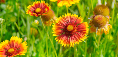 Beautiful background of garden flowers. Wide photo