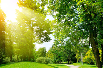 Fototapeta na wymiar Bright sunny day in park. Sun rays illuminate green grass and trees.