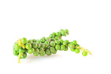Fresh pepper was placed on a white background.