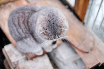 Cute grey cat near the window.