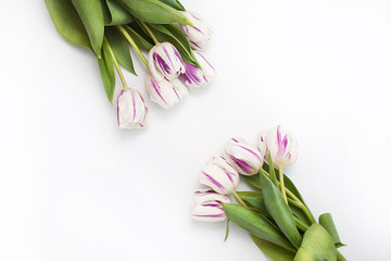 spring flowers on a white background in the studio. tulips